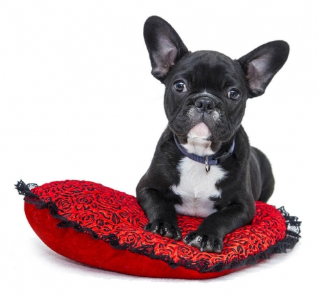 https://www.mypetcare.co.za/wp-content/uploads/2017/04/services-458x436.jpg