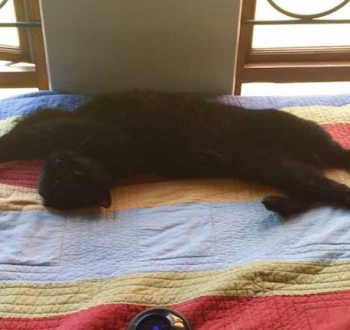 Pet Sitting in Irene | House Sitting in Irene - Cat stretching in the sun