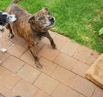 Pet Sitting in Irene | House Sitting in Irene - Dogs playing catch