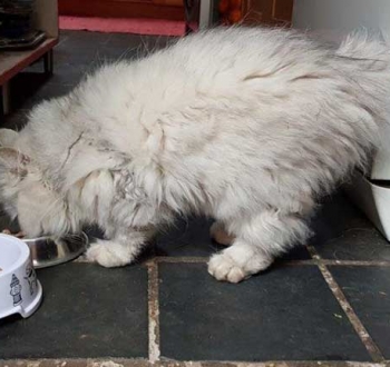 Pet Sitting in Irene | House Sitting in Irene - Cat eating lunch