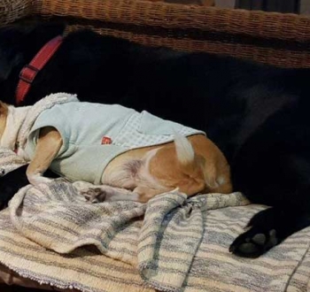 Pet Sitting in Irene | House Sitting in Irene - Dogs sleeping