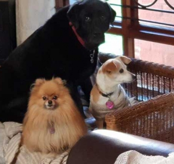 Pet Sitting in Irene | House Sitting in Irene - 3 Dogs on a couch
