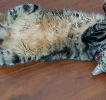 Pet Sitting in Irene | House Sitting in Irene - Cat rolling on the floor