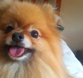 Pet Sitting in Irene | House Sitting in Irene - Happy Dog