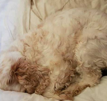 Pet Sitting in Irene | House Sitting in Irene - Dog sleeping on couch