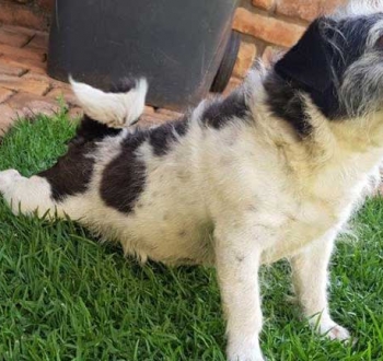 Pet Sitting in Irene | House Sitting in Irene - Dog stretchering on the lawn