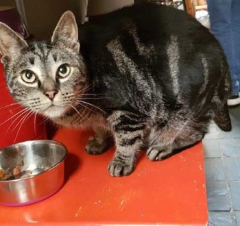 Pet Sitting in Irene | House Sitting in Irene - Cat eating lunch