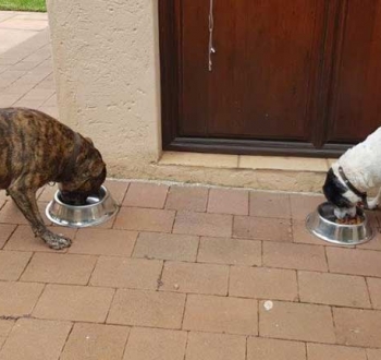 Pet Sitting in Irene | House Sitting in Irene - Dogs eating breakfast