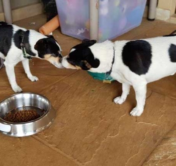 Pet Sitting in Irene | House Sitting in Irene - Dogs kissing each other