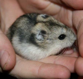 Pet Sitting in Irene | House Sitting in Irene - hamster in hand